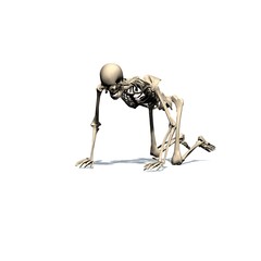 skeleton crawls - isolated on white background