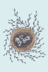 Vector illustration of hand drawn nest with spotted eggs and willow. Graphic style, beautiful illustration isolated on white background