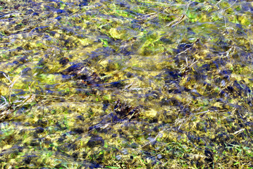 Water floated on green grass meadow in spring, soft detail background