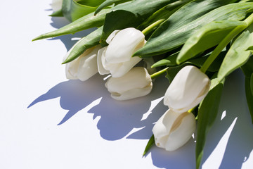 white tulips, on white background
