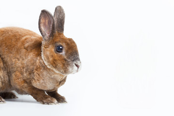 Rabbit isolated on white background. Breed rex. Pet care concept.