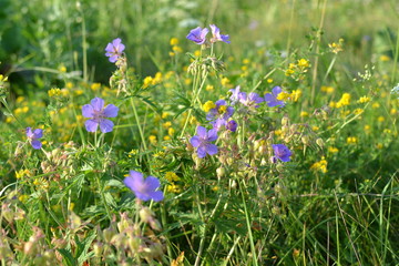 Wild flowers