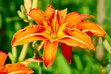 Tiger lily flower close up in the garden