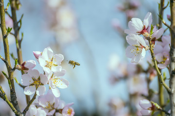 Delicate branches of blossoming almonds, blue spring sky and bees in flight.

