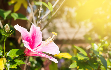 Shoe Flower, Hibiscus, Chinese rose in sun  light in summer