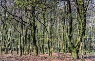 background of lush forest landscape in the springtime