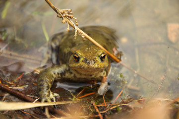 frog in water