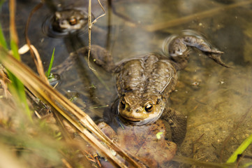 frog in water
