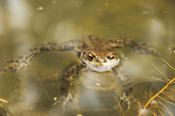 frog in water