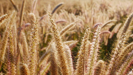 Sunset macro wheat field.