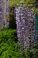 Japanese Wisteria