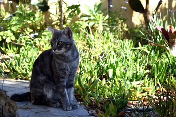 Naklejka na ściany i meble Grey cat in the garden