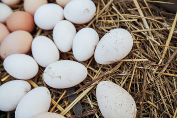 domestic organic eggs farm