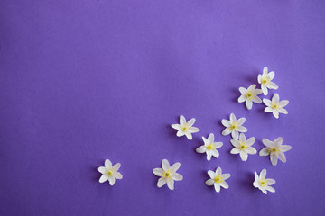 beautiful white flowers arranged on colorful background with copy space for greeting or birthday cards