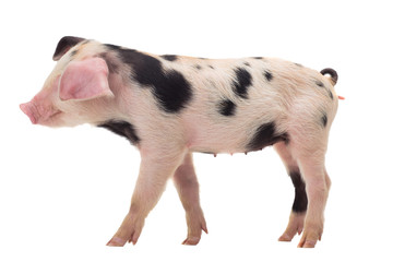 pig on a white background. in studio shot 