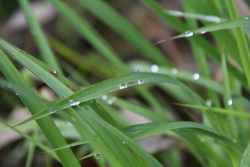 Morning Dew
