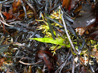 Laesoe / Denmark: Jumble of algae and seaweed washed up on the beach by an autumn storm