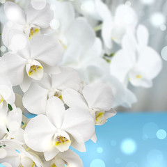 Fototapeta na wymiar White Orchid on a blue background.