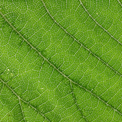 Green spring leaf background, leaf texture.