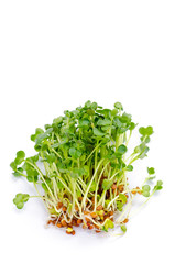 Alfalfa sprouts