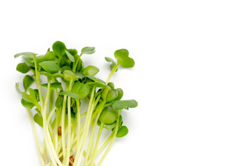 Obraz premium Alfalfa sprouts