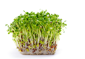 Alfalfa sprouts