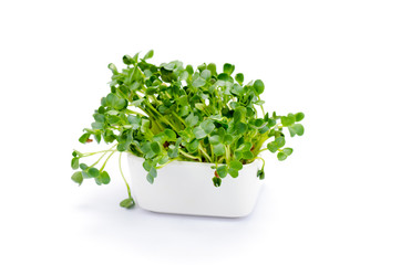 Fototapeta premium Alfalfa sprouts