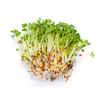 Alfalfa Sprouts