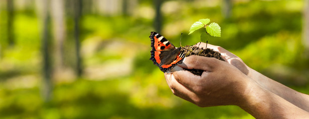 Schmetterling auf der Hand