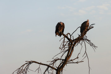 two vultures sitting in a tree in the Maasai Mara