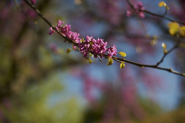 Albero di Giuda ( cercis siliquastrum)