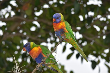 Lorikeets