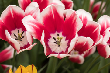 Fototapeta na wymiar colorful botanical tulips flowers blooming in a garden