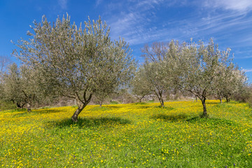 Olive tree field