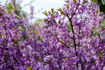 Delicate spring cherry blossom flowers