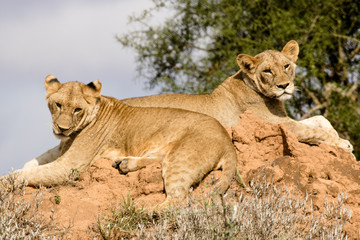 Young Lions Laying Down On A Hill