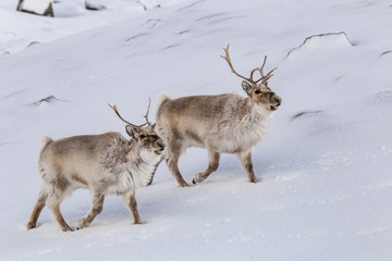 W poszukiwaniu wiosny © blackspeed