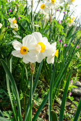 Blooming narcissus in spring garden