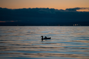 Obraz premium Beautiful L'Albufera lake view at sunset