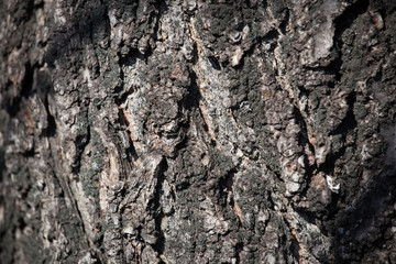 Tree bark texture