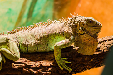 Big lizard - green iguana sitting motionless in a cage in a pet store