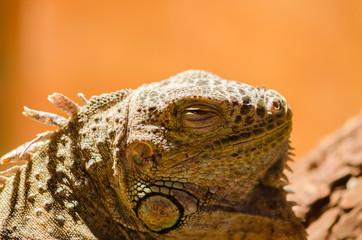 Big lizard - green iguana sitting motionless in the Valera in the pet store with his eyes closed closeup. Iguana's asleep. Terrarium