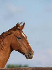 Obraz na płótnie Canvas Single Horse Head Shot
