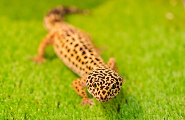 Sublethal leopard (Gecko) sits on green grass in a pet shop in the cage