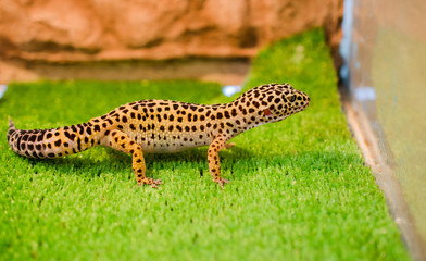 Sublethal leopard (Gecko) sits on green grass in a pet shop in the cage