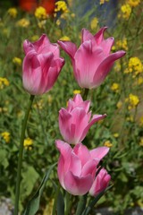 Fascinatingly elegant flower 