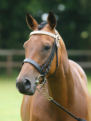 Horse in the Show Ring