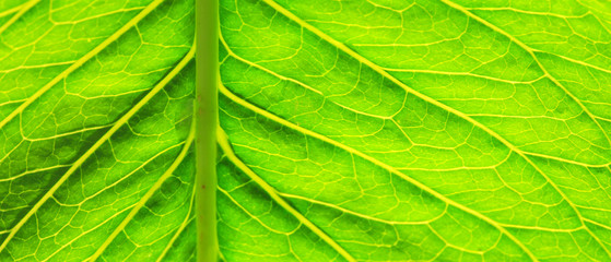 Green leaf macro.