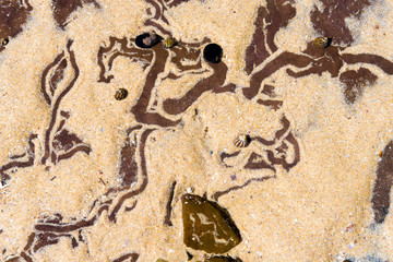 Nature abstract background with sea snail line trails in the water sand.