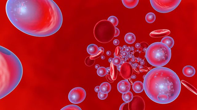 Oxygen flowing with Erythrocytes in the bloodstream.
